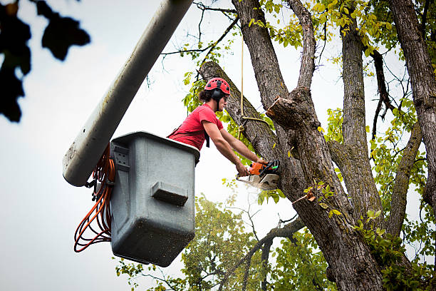 How Our Tree Care Process Works  in  Newton, TX